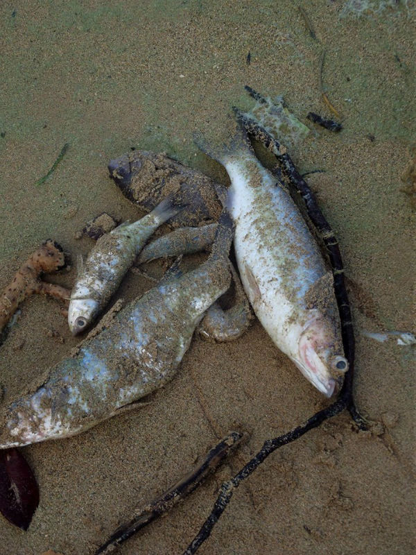 Picture of dead fishes found at Neiafutahi sea yesterday January 1, 2015. Picture: Filomena Hansen
