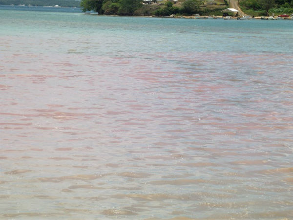 Neiafutahi sea turned red. It was first spotted on Sunday 29 December 2014 Picture: Filomena Hansen
